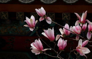 古树种子的特殊之处