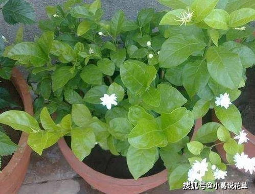 插花菊花怎么养？注意哪些细节才能延长花期
