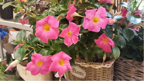 八九月开放的花朵大盘点