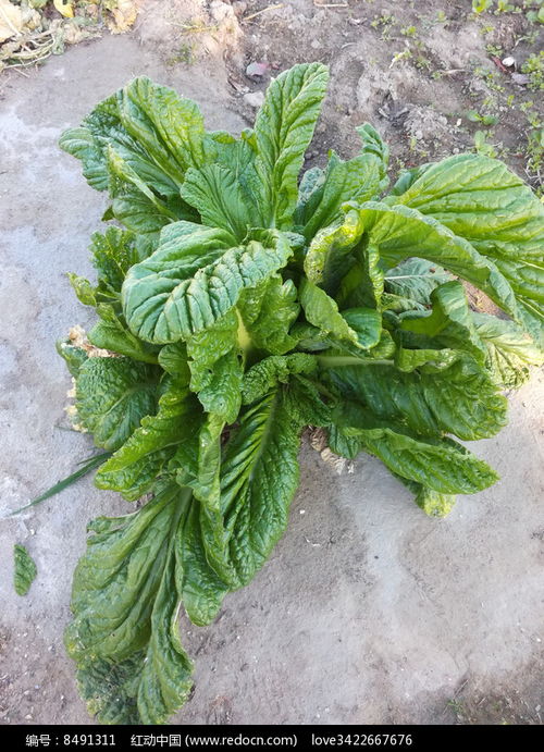 边坡绿化， 景天科植物的“绿色卫士”