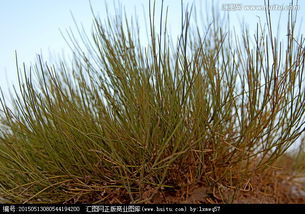 海岸线植被覆盖率提升