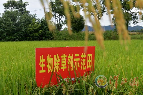 水稻移栽后 除草和杀虫一起进行