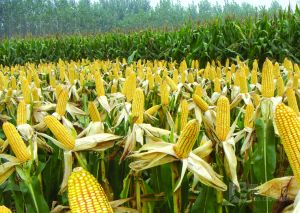 玉米菜粕价格差多少能节省每吨300元成本？