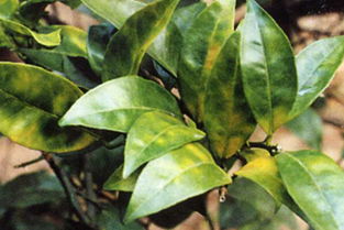 三唑类广谱剂， 作用机理独特