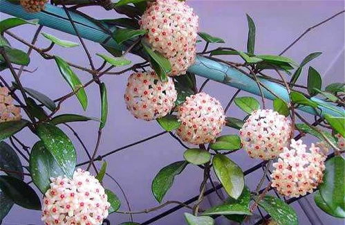 揭秘球兰养护秘籍：三大禁忌与开花技巧大公开！