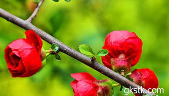 贴梗海棠养殖小技巧