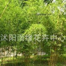 毛竹的价格差异揭秘