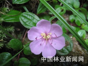 地菍是野牡丹科地菍属植物地菍的果实
