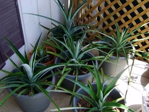 土壤管理的隐藏钥匙