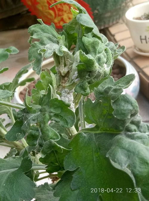 干菊花有虫子怎么办？如何有效去除