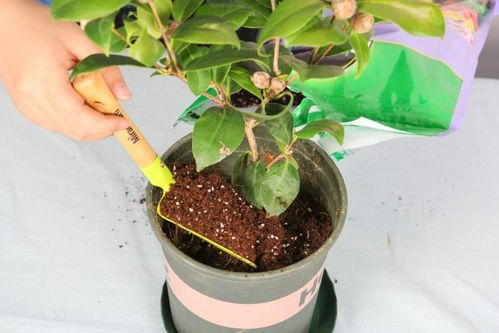 茶花怎么养？上什么肥料好