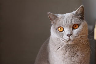家里养猫喷了杀虫剂，猫咪中毒了怎么办？有没有安全有效的解毒方法？