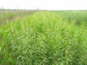 耐盐植物的研究成果