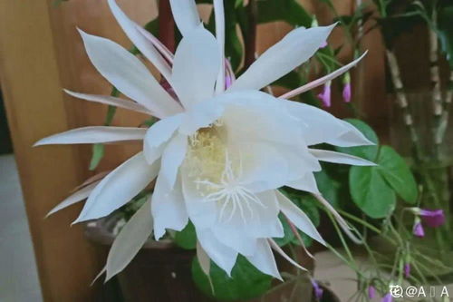 莲花种植推荐， 让家里美丽如画