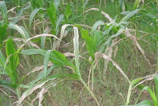 玉米封闭除草剂：哪种Zui好？我来告诉你！