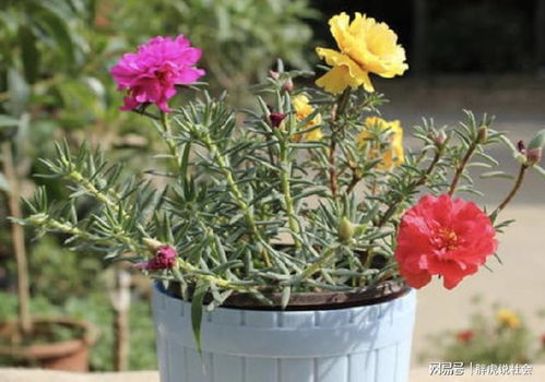 阴天花卉开放状态受光照影响大不大？