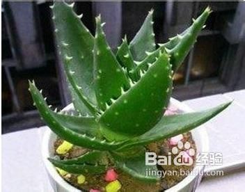 库拉索芦荟如何快速发小芽？秘诀是什么