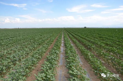 荒地耕完，杂草会不会自己走掉？