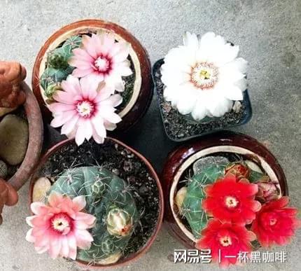 “男士养花指南：三款高雅爆款花卉推荐”