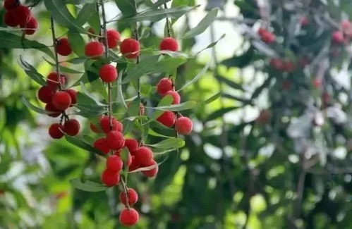 花生成熟采摘最佳时机是？错过就晚了
