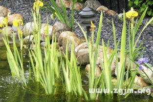 菖蒲花语， 信者之福