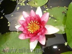 冬天的耐寒水生植物探秘