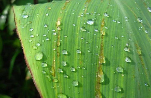 下雨天喷洒农药，容易被雨水冲走，导致药效降低甚至无效。