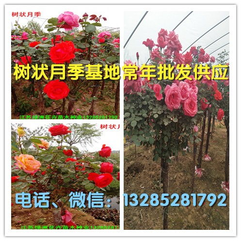 原产地河南南阳， 品种繁多