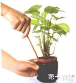 盆土板结的原因揭秘