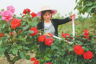 月季园里的幸福生活
