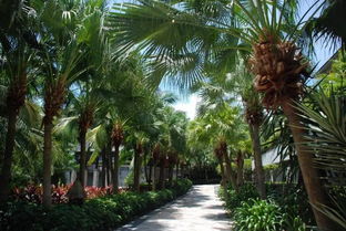 真实案例：李大姐的“油棕”之旅