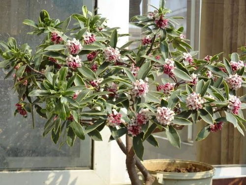 四、 耐阴且易开花爬藤植物的魅力