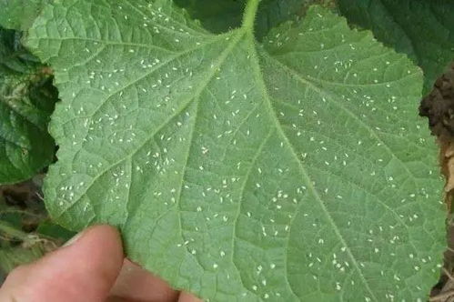 牛蛙蝌蚪，咋办呢？