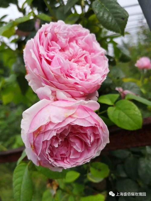 夏日炎炎，月季养护小窍门大公开！