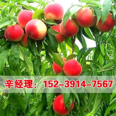 品种繁多， 桃子味儿美得不得了