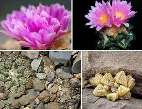 石生花裂开，花中藏有何秘密