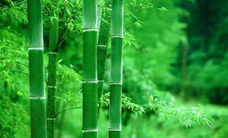 选择合适的时间， 纹竹才嫩长得好