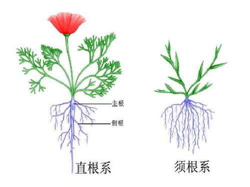 新根长出后的营养需求