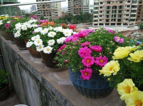 养分调控， 花芽分化是关键