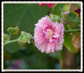 二、 阳光下的盛宴，花卉们的舞台