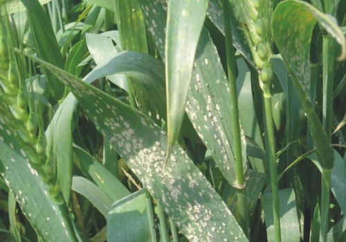 小麦病害：让人头疼的麻烦事