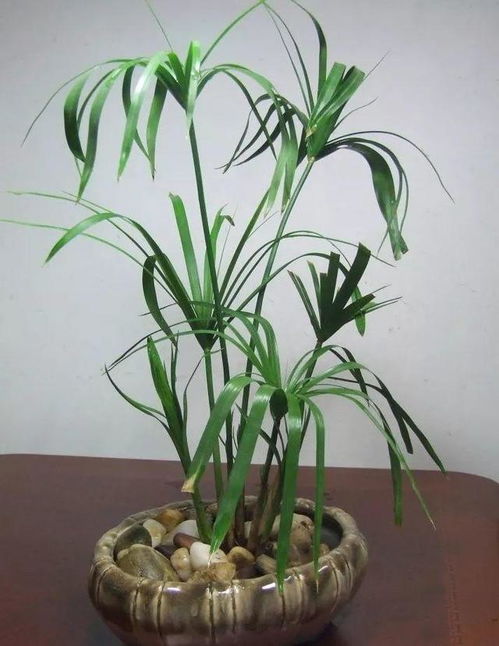 水竹如何正确养护，避免黄叶、烂根