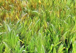 亩用种量省40%的黄金公式，柴胡播种如何实现？