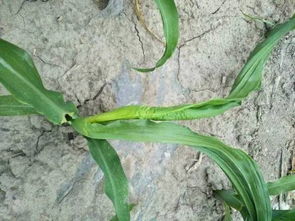 使用除草剂要注意啥