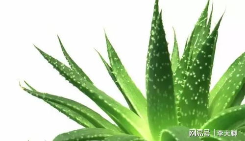 芦荟的耐寒温度是多少，它能在多少摄氏度的低温环境下正常生长
