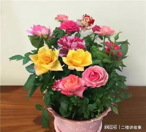 红玫瑰中最佳品种是哪个？它的花色、香气和花期特点有哪些