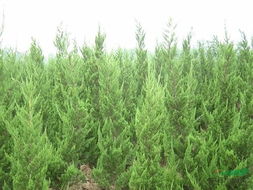 龙柏球喜阳光， 耐干旱，却怕水