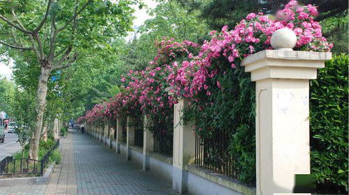 辰山植物园的安吉拉月季