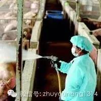 猪中毒解救措施有哪些？如何快速有效救治