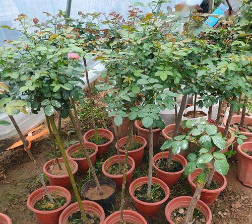 多头菊花夏天如何浇水？避免水涝